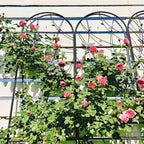 Paquete de 2 celosías de metal para jardín de 71 x 19.7 pulgadas - Inoxidables, con decoración de libélula negra, para plantas trepadoras y flores de exterior